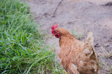 Brown chicken looking down at grass