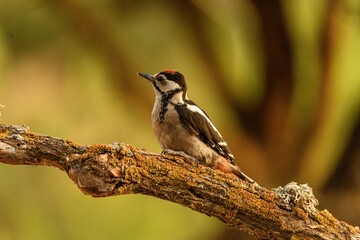 Fototapeta premium Woodpecker Perched on a Mossy Branch in Natural Setting
