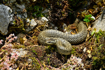 Schlingnatter // Smooth snake (Coronella austriaca)