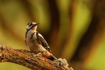 Woodpecker Perched on a Mossy Branch in Natural Setting