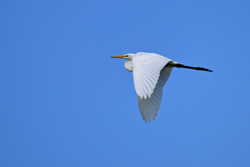 Beautiful Great Egret bird in flight over a marsh with wings spread