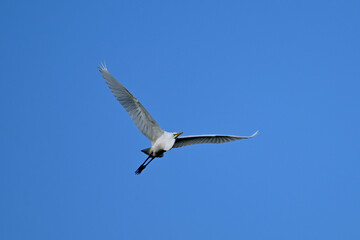 Beautiful Great Egret bird in flight over a marsh with wings spread
