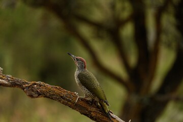 Green Woodpecker Perched Alertly on Branch