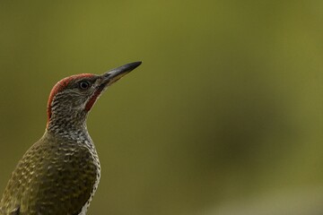 Close-Up of a European Green Woodpecker in Natural Setting