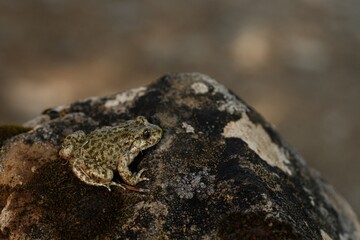 Betic Midwife Toad on Mossy Rock