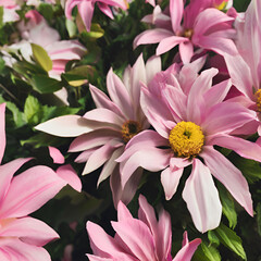 Obraz premium Flower-3
