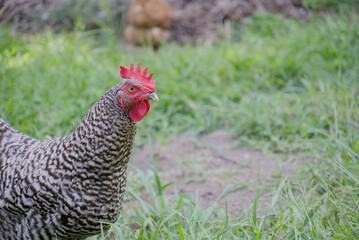 barred rock backyard chicken on grass