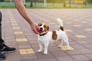 Adorable Jack Russell Terrier dog playing outdoors with a hot pink ball in his mouth. Happy dog...