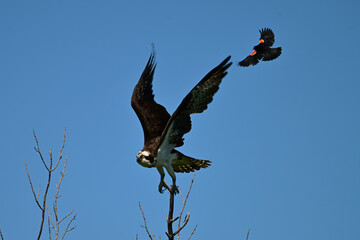 Adult Osprey bird being harassed by a Red-winged blackbird while sitting in a tree