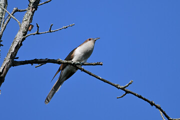Black-billed Cuckoo bird sits perched in a tree against a blue sky