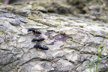 Three big black carpenter ant (Camponotus) on a tree bark searching for food.