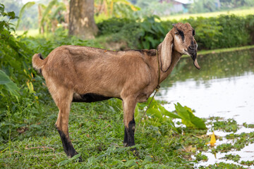 A domestic brown black bengal goat is standing by the pond