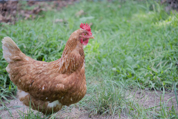 brown backyard chicken on grass looking right