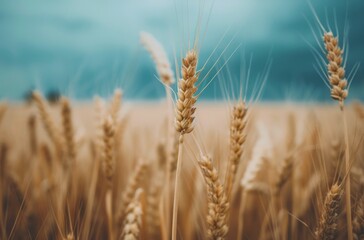 Fototapeta premium Golden Wheat Field Under Dramatic Cloudy Sky