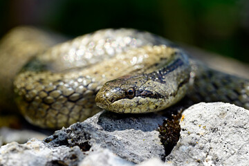 Schlingnatter // Smooth snake (Coronella austriaca)