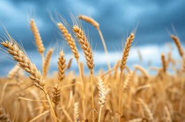 Fototapeta premium Golden Wheat Field Under Dramatic Cloudy Sky