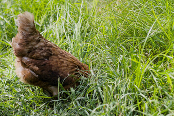 Chicken pecking at ground in long grass