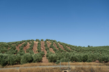 Landscape with a lush plantation of olive trees in a row. They are large ecological monocultures...