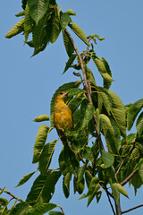 Female Northern Baltimore Oriole perched in a bush looking around