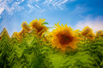 sunflower field and blue sky