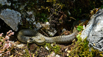 Fototapeta premium Schlingnatter // Smooth snake (Coronella austriaca)
