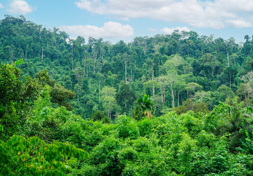 Scenery of green mountain with trees. Forest nature background, view in Trok Nong Waterfall, Chanthaburi, Thailand.