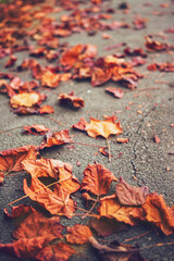 Autumn red dry leaves on the asphalt in the park on an autumn day, soft focus. Autumn background