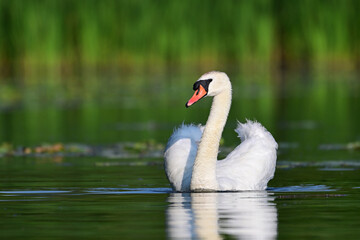 Beautiful graceful Mute swan uses its wings to drift around lake