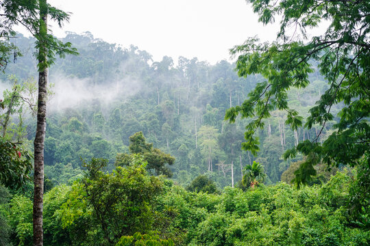 Scenery of green mountain with trees and fog. Forest nature background, view in Trok Nong Waterfall, Chanthaburi, Thailand.