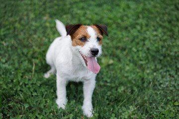 dog of the Jack Russell Terrier breed in the park on the green grass at sunset. A man's hand is stroking a doggie.