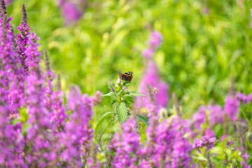 Red Admiral butterfly sits on a purple flower in a blooming meadow. Summer relaxing background