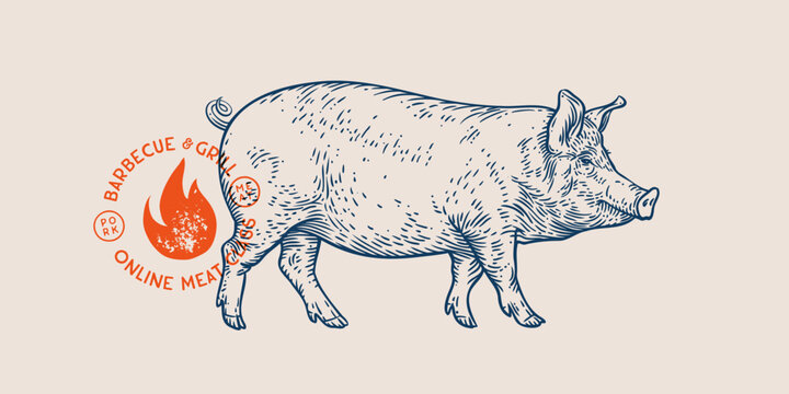 Pork, pig, hog, meat tag label. Template Meat Tag Label. Vintage print, tag, label farm pig sketch ink pencil style drawing. Butchery, pork pig farm, meat shop, text, typography. Vector Illustration