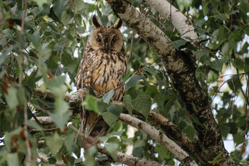 great horned owl in tree