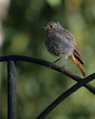 robin perched on a fence