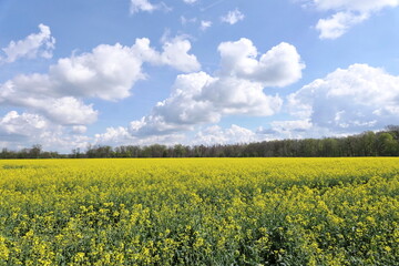 Obraz premium Rapsfeld