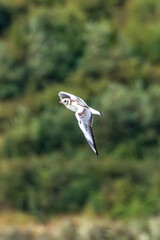 Black-headed Gull (Chroicocephalus ridibundus) in Swords Demesne, Dublin, Ireland. Common in urban parks, lakes, and coastal areas.