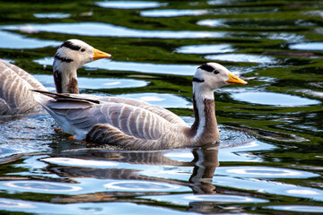 Bar-headed Goose (Anser indicus) in English Gardens, Munich, Germany. Common in wetlands and high-altitude lakes in Asia.