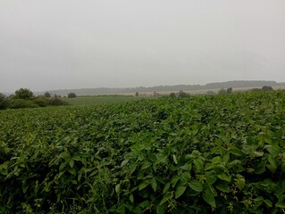 Fototapeta premium A beautiful landscape in rainy weather on spacious fields sown with green technical soybean plants.