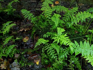 Forest green background with fern. Forest fern is green in color with many small leaves of common fern. Nature backgrounds and textures in summer while walking.