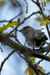 Adult Blackcap (Sylvia atricapilla) Spotted in National Botanic Gardens, Dublin