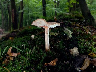 A picturesque poisonous white amanita mushroom grows in the middle of a green forest against a background of green trees in green moss.