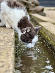 Fototapeta premium A thirsty grey and white cat drinks from a small stream in a garden. The serene setting showcases nature's beauty and the cat's graceful posture, adding a touch of tranquillity to the scene.