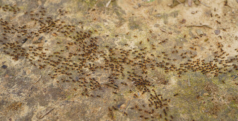 Group of ants walking on brown floor in nature tropical rainforest. Teamwork concept, Behavior of ants.