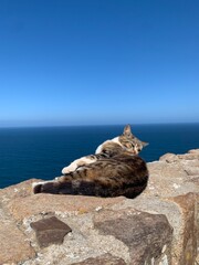 海辺で毛づくろいをする猫