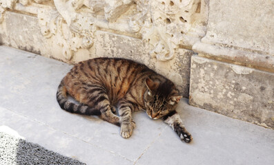 日陰で昼寝する猫