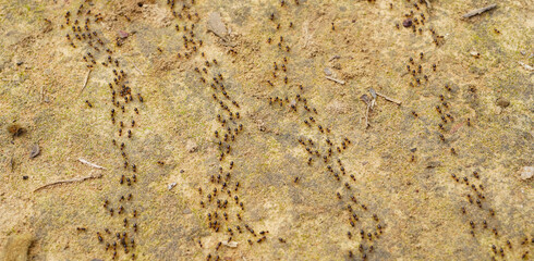 Group of ants walking on brown floor in nature tropical rainforest. Teamwork concept, Behavior of ants.