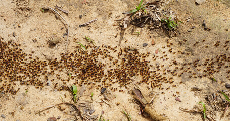 Group of ants walking on brown floor in nature tropical rainforest. Teamwork concept, Behavior of ants.