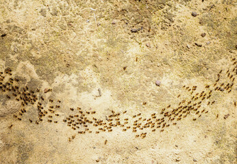 Group of ants walking on brown floor in nature tropical rainforest. Teamwork concept, Behavior of ants.