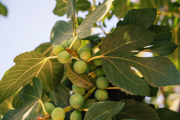 Figs on the branch of a fig tree