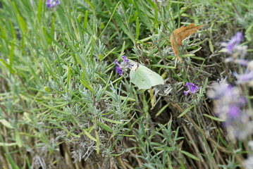 Common brimstone butterfly (Gonepteryx rhamni) sitting on lavender in Zurich, Switzerland